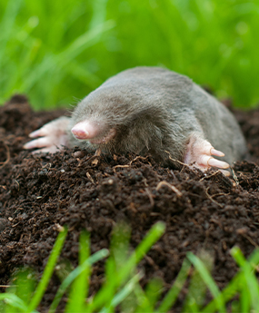 Moles & Gophers | Fitzgerald Lawn Care